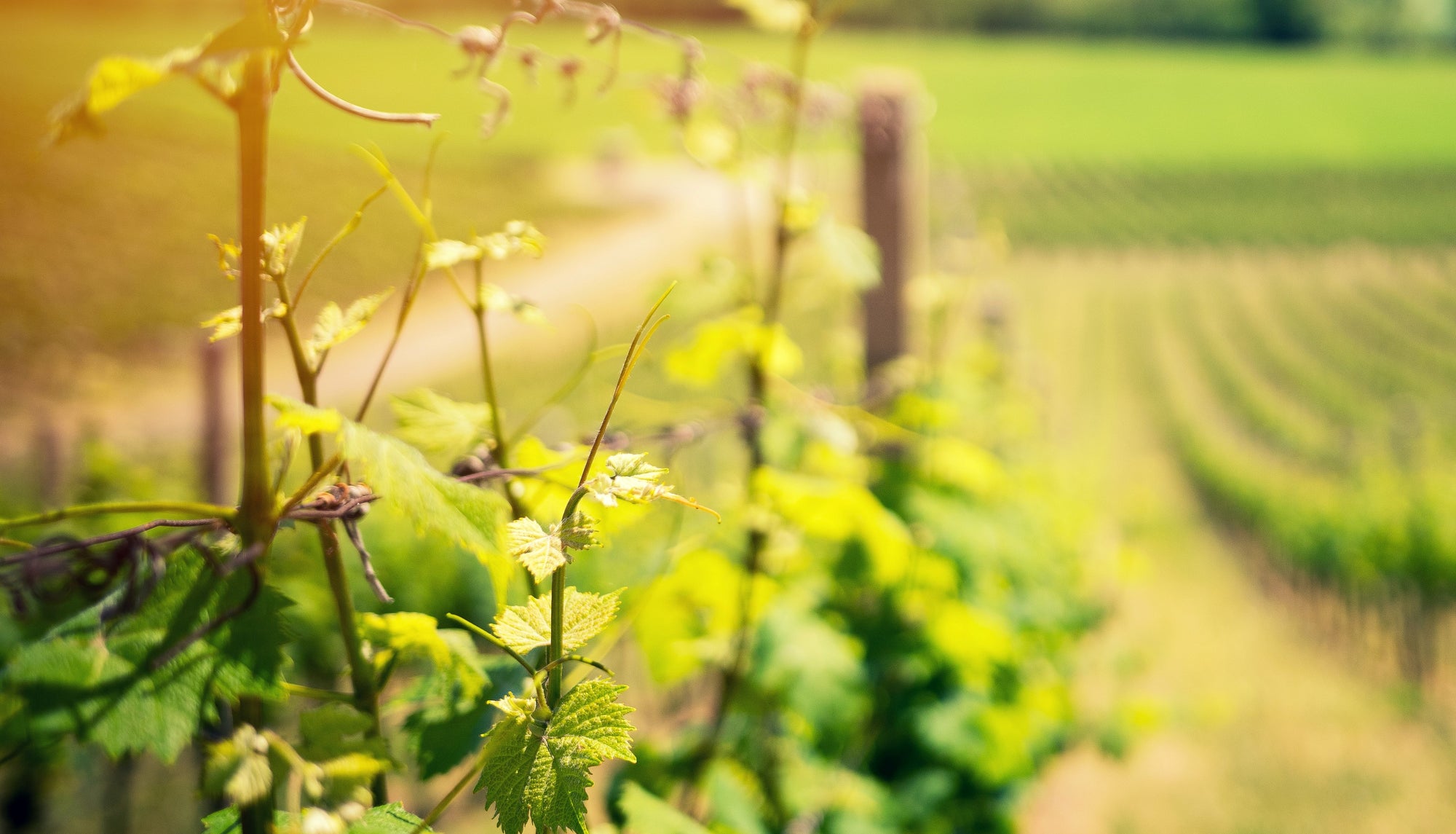 Close up of grapes in a vineyard. Photo by Ales Maze on Unsplash