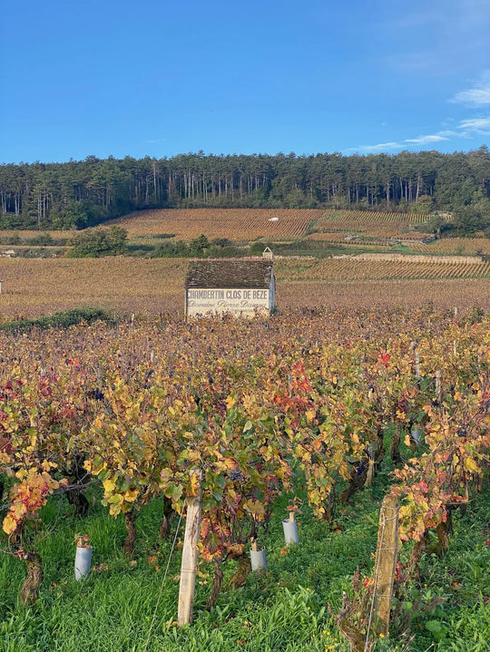 Domaine Lucien Boillot & Fils Les Cherbaudes, Gevrey-Chambertin Premier Cru, 2023